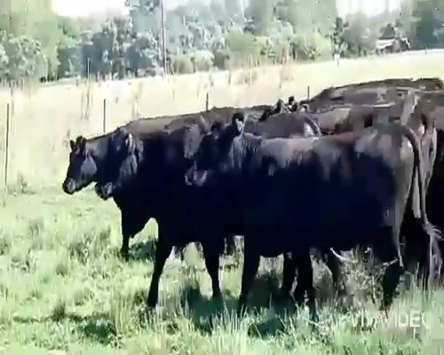 Lote 39 Vaquillonas C/ gtia de preñez en Brandsen, Buenos Aires