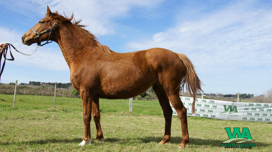 Lote BABY JANE (Arg)