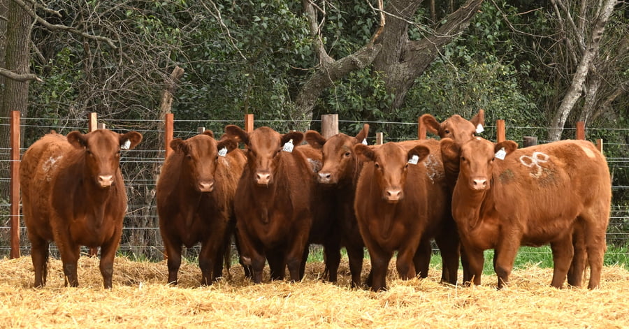 Lote VAQUILLONAS ANGUS PC OTOÑO