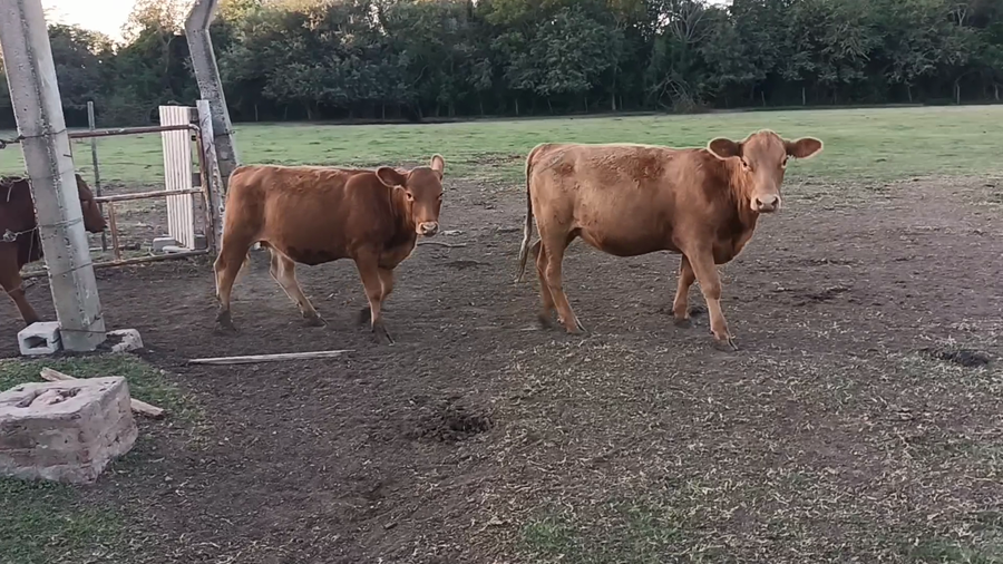 Lote 33 Vaquillonas en Santa Fe, Palacios