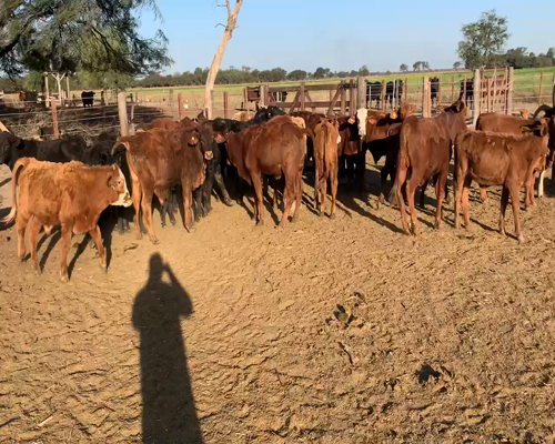 Lote 100 Terneros/as en Juan José Castelli, Chaco