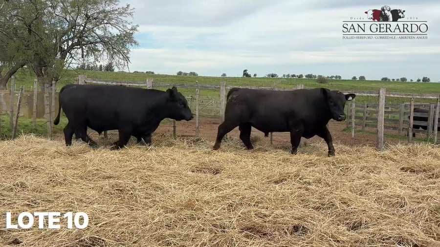 Lote Toros Aberdeen Angus