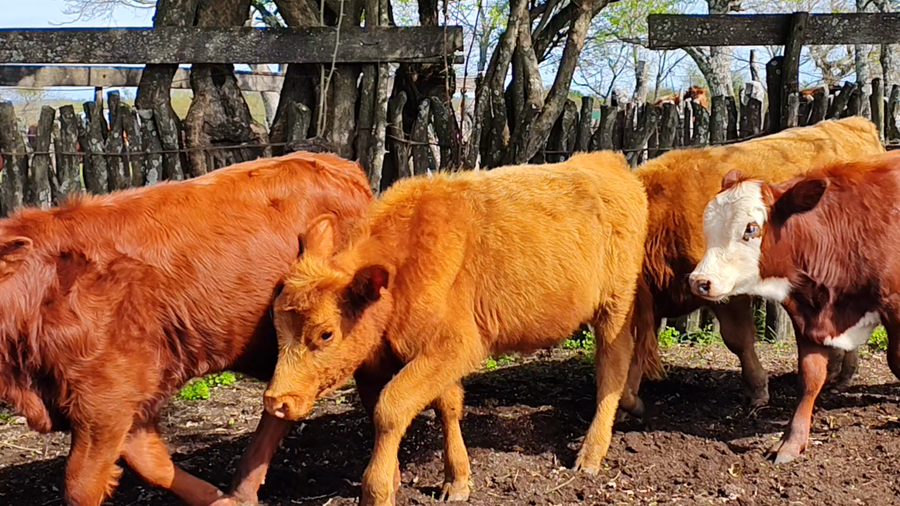 Lote 14 Terneros/as