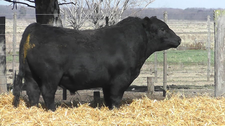 Lote TOROS PUROS POR CRUZA