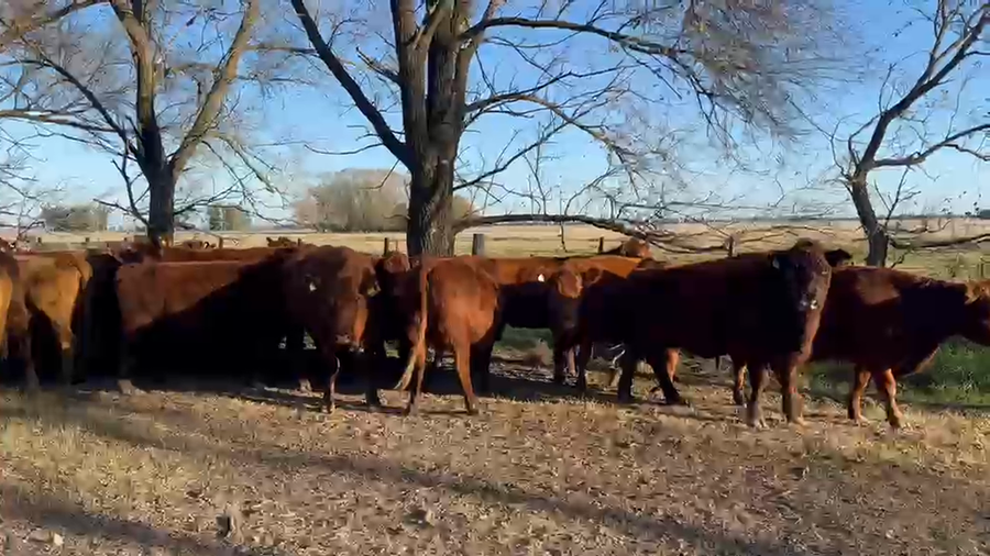 Lote 28 Vacas usadas preñadas