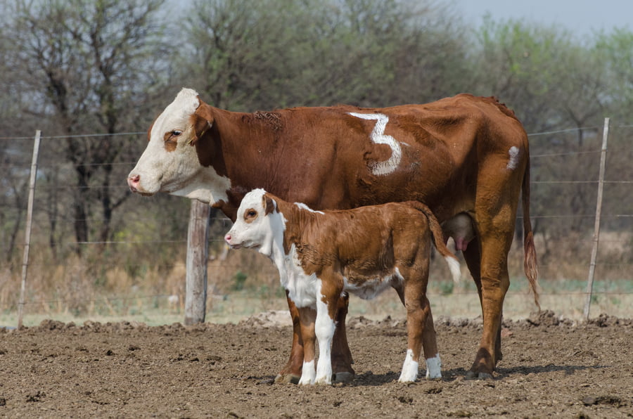Lote Corral 54 - CABAÑA MILENA