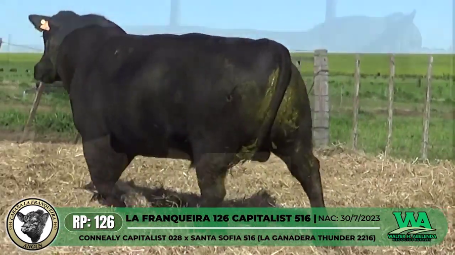 Lote LA FRANQUEIRA 126 CAPITALIST 516