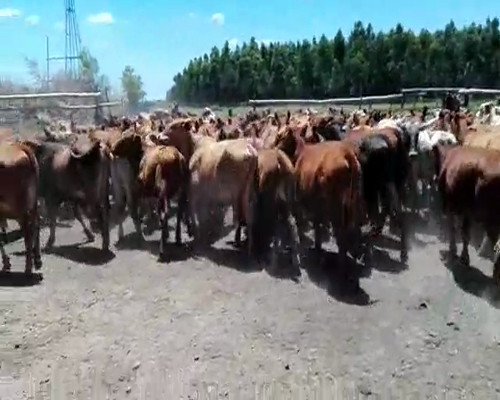 Lote 160 Terneros en Paso de Los Libres, Corrientes