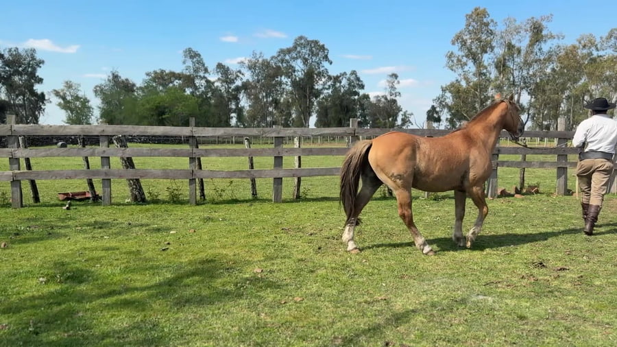 Lote Macho gatiado manso
