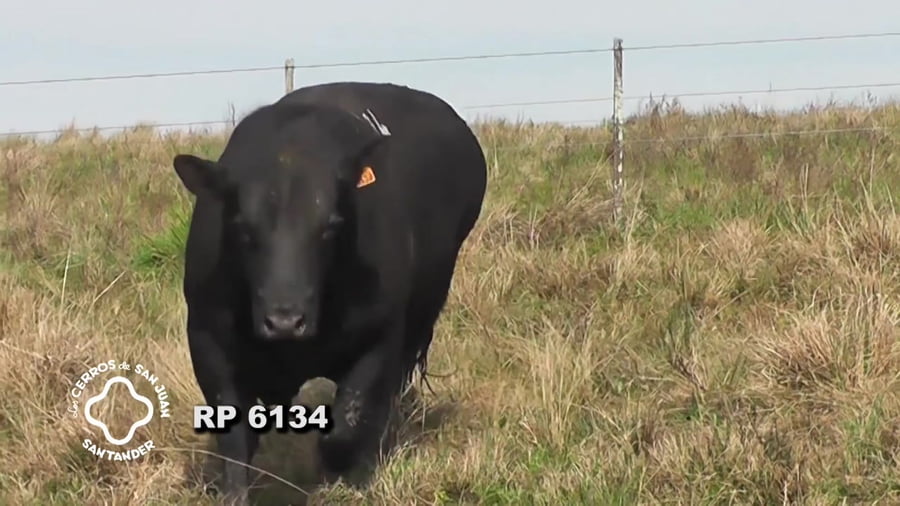 Lote Toro Aberdeen Angus SA de 3 años