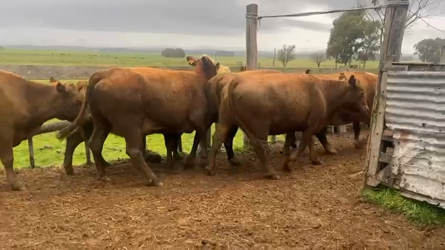 Lote 20 Vacas de Invernada 10 RA X HE,  6 HE,  3 RA,  1 AA X HE  a remate en 5º Remate Pantalla Bachino 480kg -  en AIGUÁ, SOBRE RUTA 13 A 2KM DE AIGUÁ