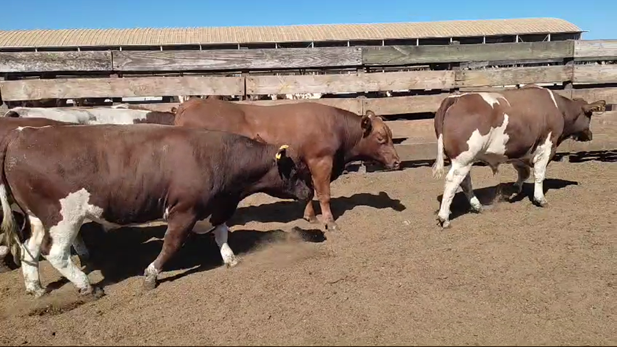 Lote 20 Novillo Gordo en Los Ángeles, VIII Región Biobío