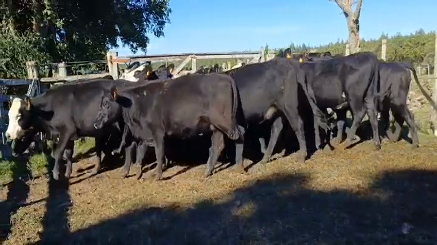 Lote 20 Vaquillonas 1 a 2 años 10 HE/ AA - 1 AA/ HO - 10 ANGUS a remate en #44 Pantalla Carmelo 340kg -  en PUNTAS DEL PERDIDO