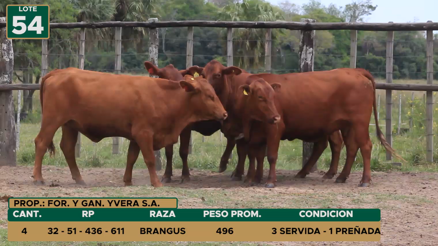 Lote HEMBRAS LOTE 54
