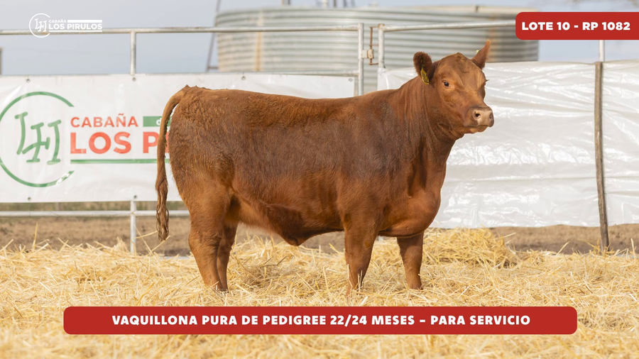 Lote VAQUILLONA PURA DE PEDIGREE - 22/24 meses - sin servicio