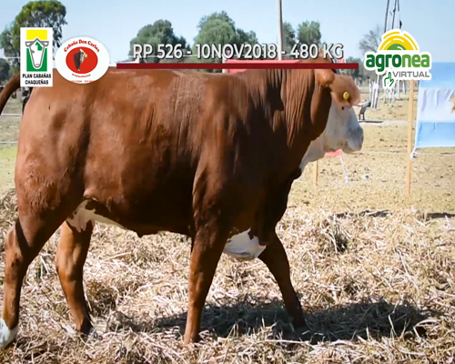 Lote VAQUILLONA "DON CARLOS"