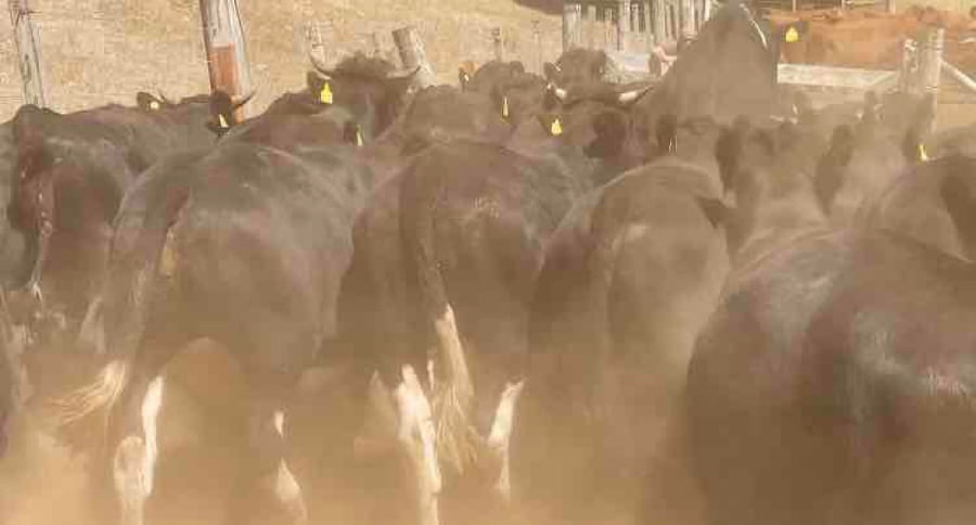 Lote 39 Novillo Engorda en Los Lagos, XIV Región Los Ríos