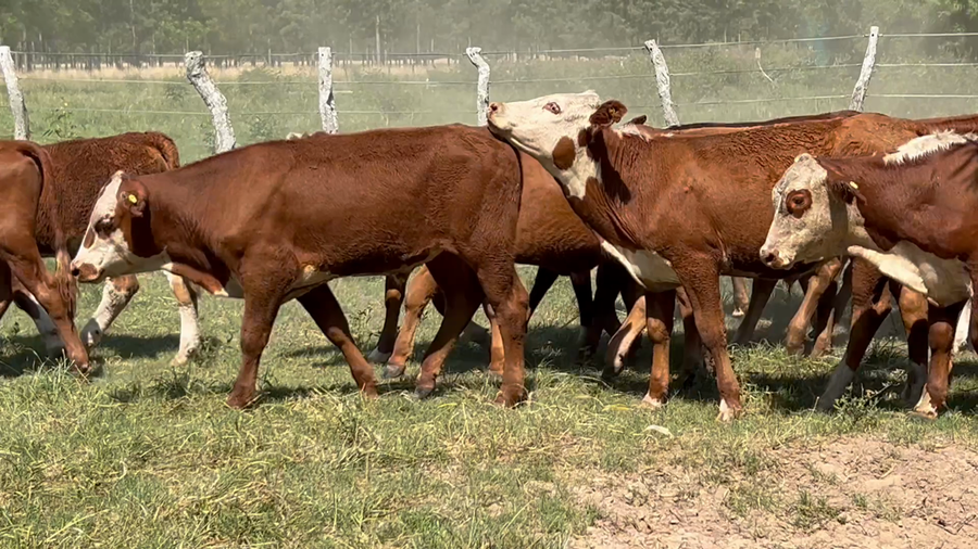 Lote 62 Terneros en Corrientes, Concepción
