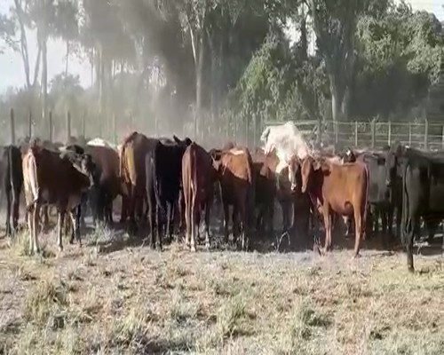 Lote 120 Novillitos en Vera, Santa Fe