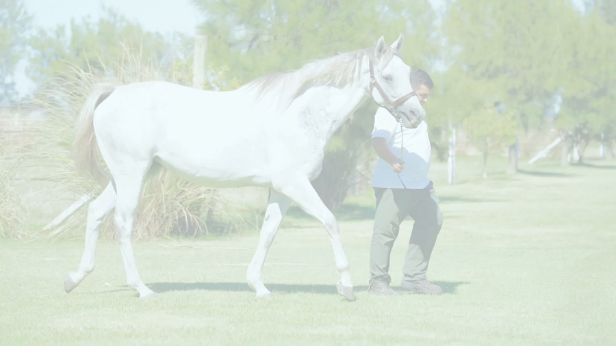 Lote SHANA TOVA (SIR WINSALOT - PAELLERA) Preñez por EMMANUEL