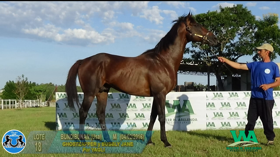 Lote BUNDIBUNAN (Usa)