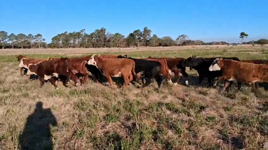 Lote 25 Novillitos Braford en La Brava, Santa Fe
