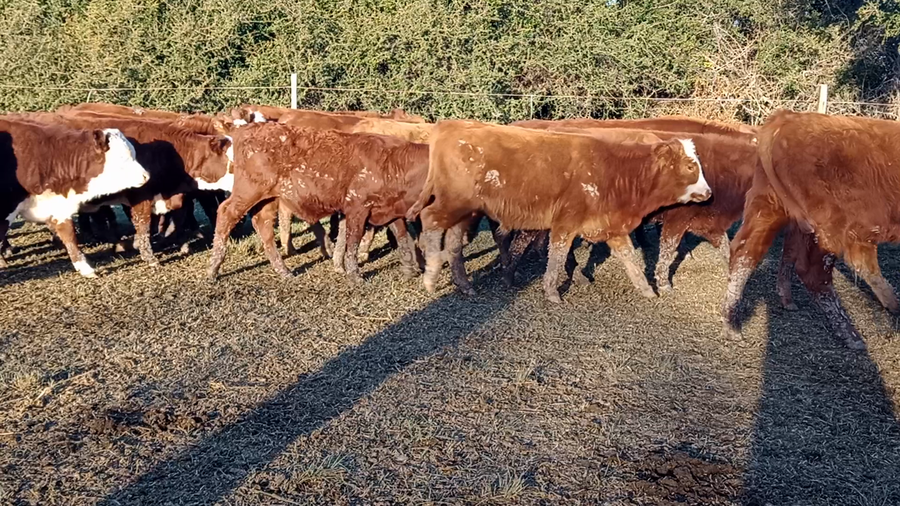 Lote 107 Terneros/as en Corrientes, Curuzu Cuatia