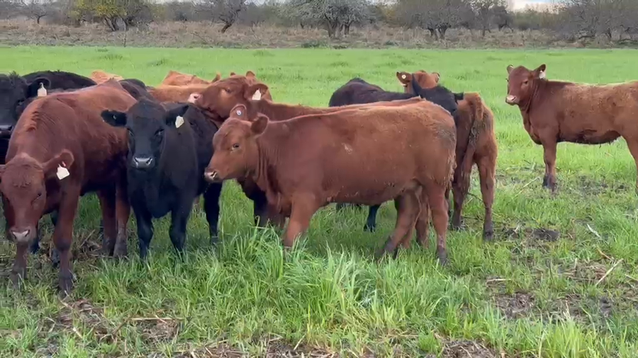 Lote 27 Terneras en Entre Ríos, San Jaime