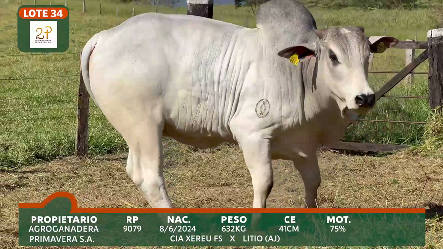 Lote 2P PRIMAVERA