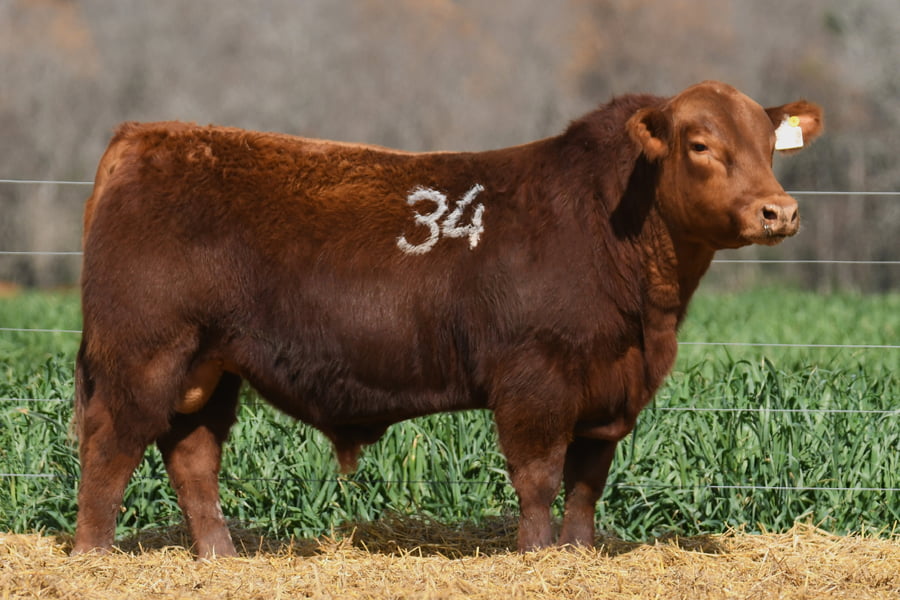 Lote TORO ANGUS PC