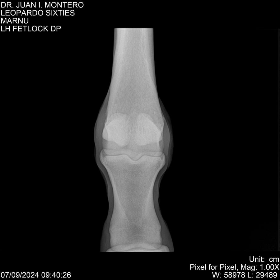 Lote LEOPARDO SIXTIES