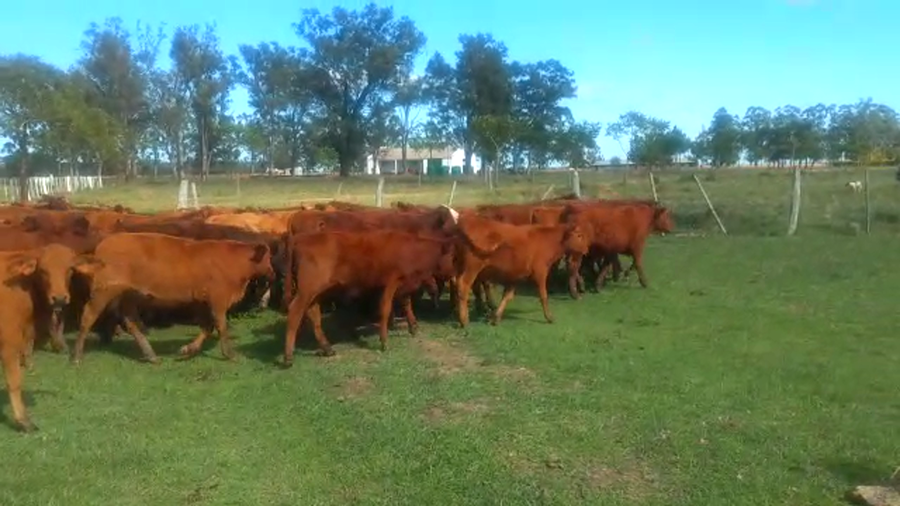 Lote 88 Terneros en Virasoro, Corrientes