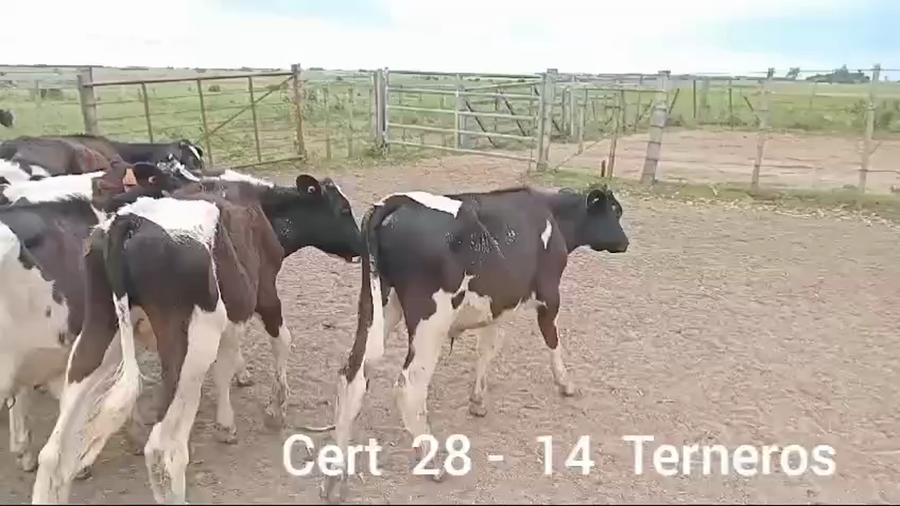 Lote 14 TERNEROS HOLANDO