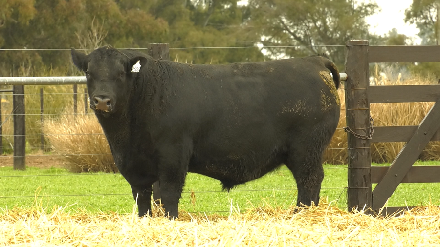 Lote TOROS A. ANGUS PURO PEDIGREE