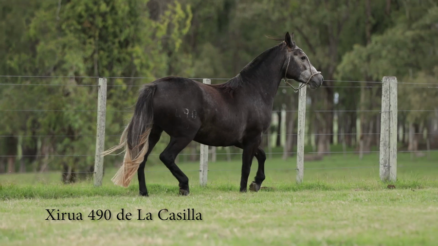 Lote Xirua 490 De La Casilla
