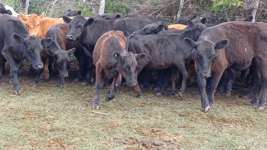 Lote 43 Terneros en Villaguay, Entre Ríos
