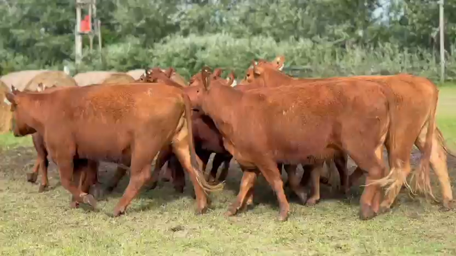 Lote 10 Vaquillonas preñadas