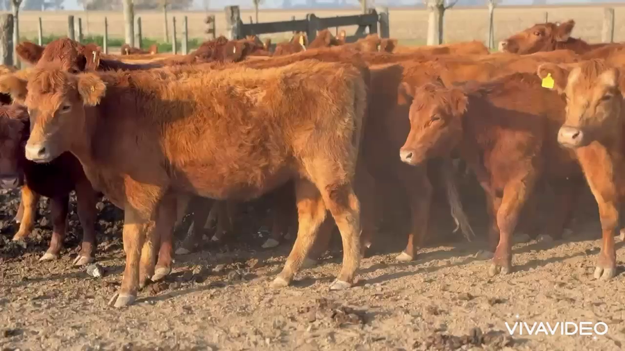 Lote 20 Vacas C/ gtia de preñez
