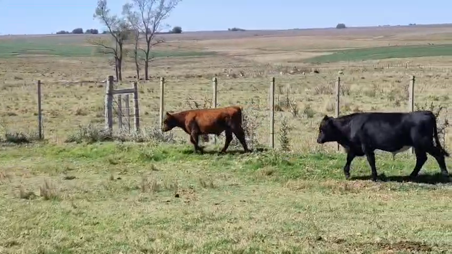 Lote 21 Terneros a remate en Pantalla Camy - Aniversario 31 Años, San José