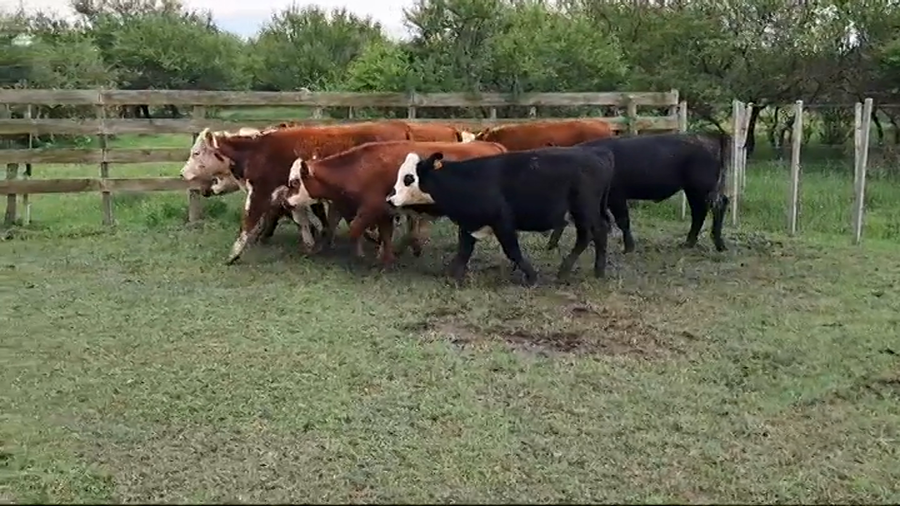 Lote NOVILLOS 1 A 2 AÑOS