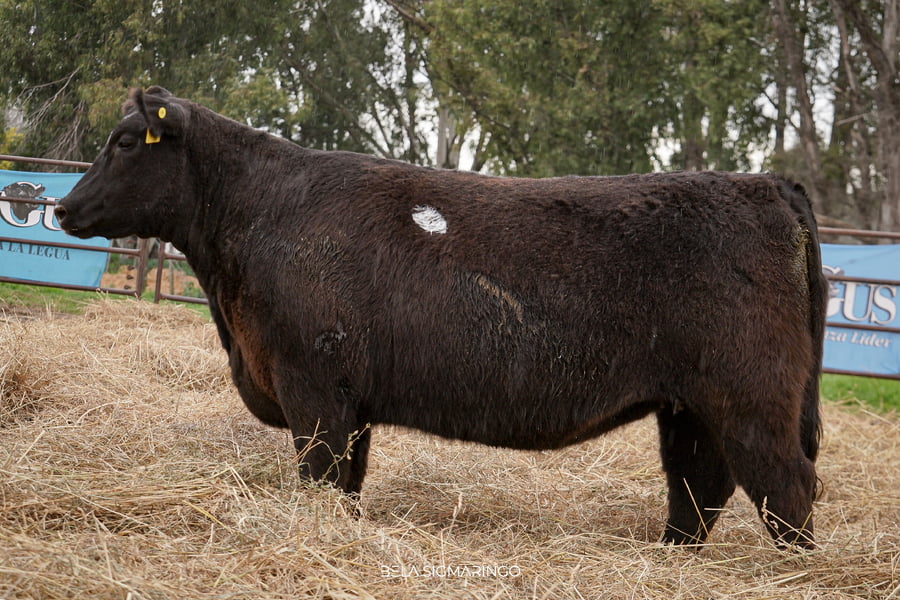 Lote VAQUILLONAS PP C/GARANTÍA DE PREÑÉZ