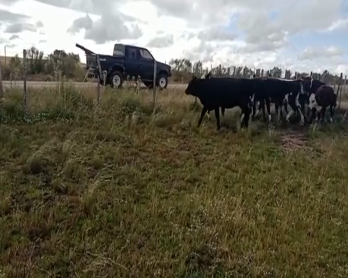 Lote (Vendido)8 Terneras CRUZA BRAFORD a remate en 2da Pantalla ENTRE MARTILLOS 250kg -  en CARRETA QUEMADA