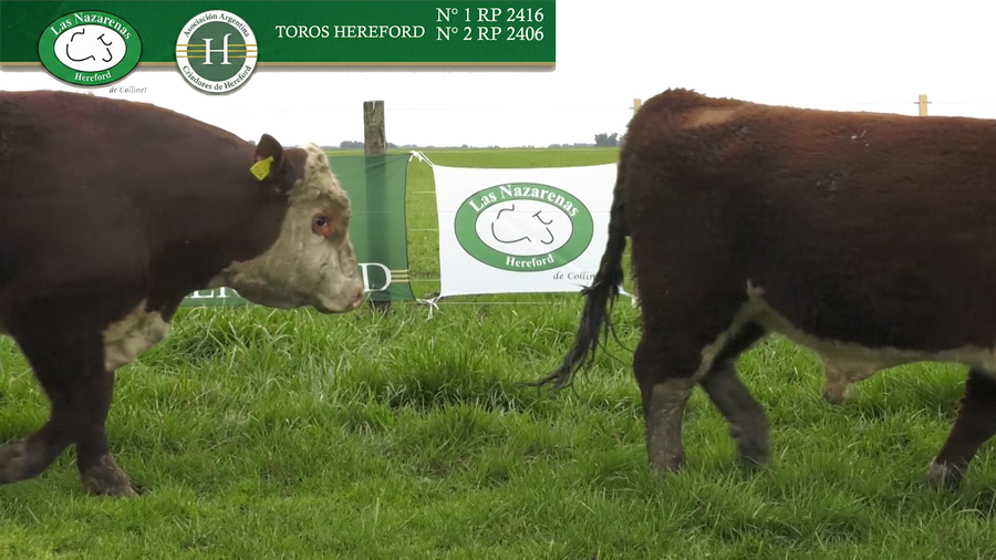 Lote Toros Polled Hereford Puros Registrados - Cabaña Las Nazarenas