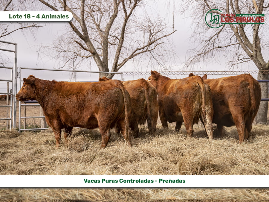 Lote VAQUILLONAS PURAS CONTROLADAS