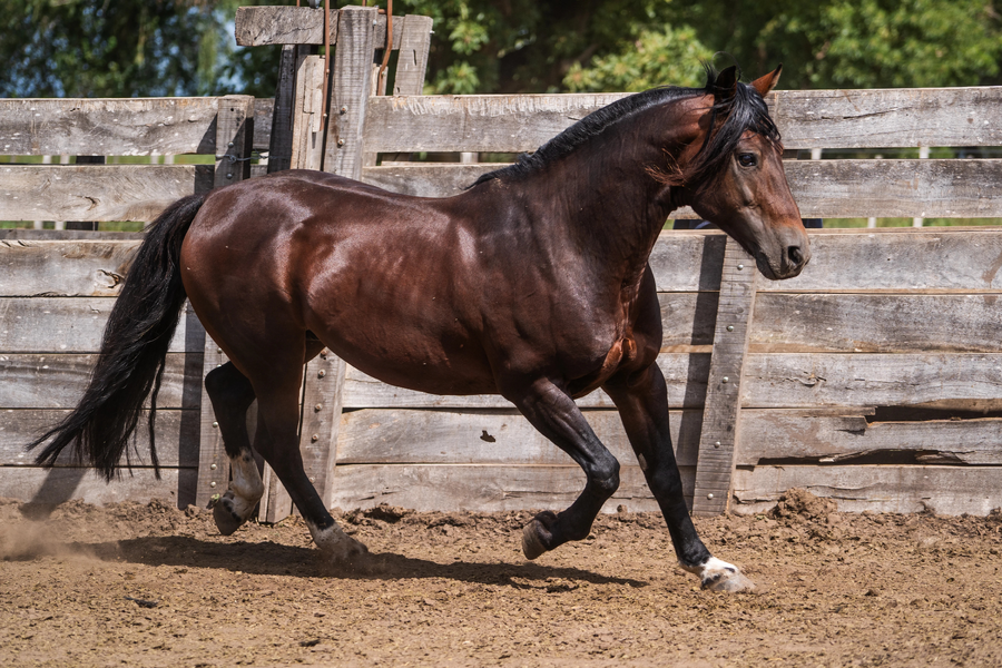 Lote LA CASTELLANA MATE AMARGO