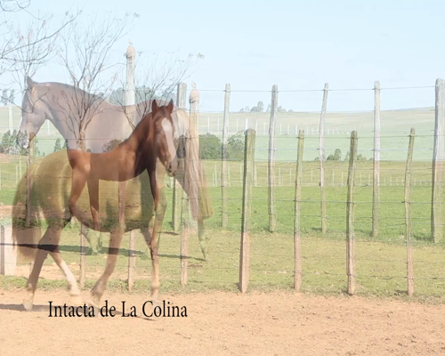 Lote INTACTA DE LA COLINA