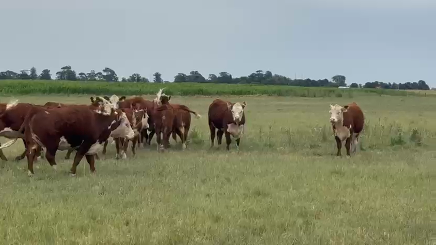 Lote 14 Vaquillonas
