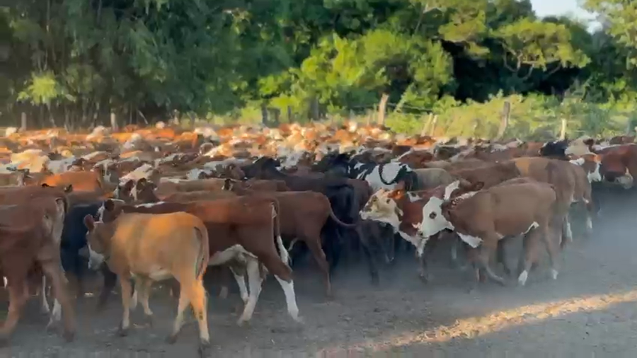 Lote 440 Terneras en Corrientes, Yataití Calle