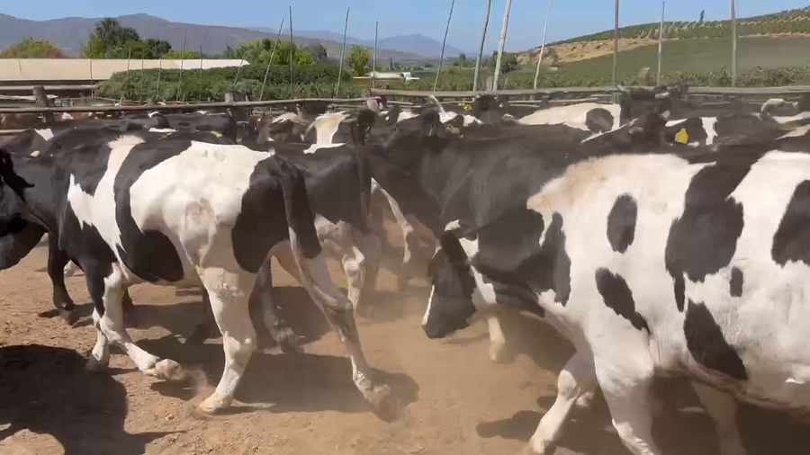 Lote 45 Novillo Gordo en Melipilla, Región Metropolitana