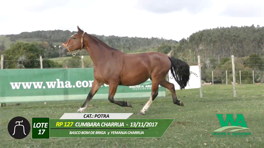 Lote CUMBARA CHARRUA